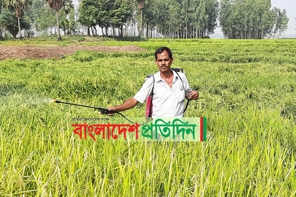 ধানের শীষ মরে সাদা হয়ে যাচ্ছে

