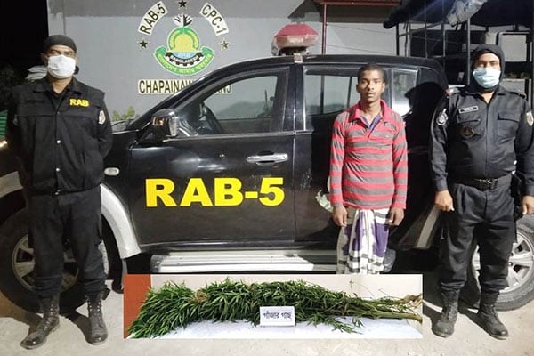 চাঁপাইনবাবগঞ্জে জমিতে গাঁজার চাষ, র‌্যাবের হাতে যুবক আটক