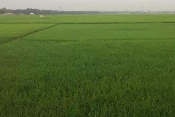 সবুজে ভরে উঠেছে বোরো ধান ক্ষেত 