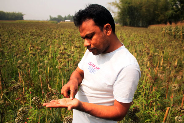 
উচ্চ ফলনশীল পিঁয়াজ বীজ উৎপাদনে সফলতা