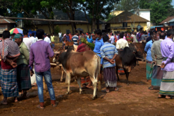কাহারোল গরুর হাটে উপচে পড়া ভিড়