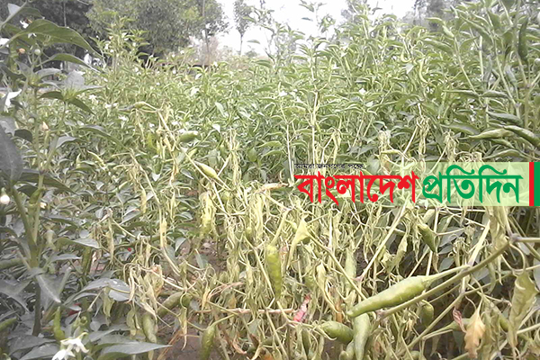 ঠাকুরগাঁওয়ে মরিচ ক্ষেতে পচন রোগ, কৃষকের মাথায় হাত