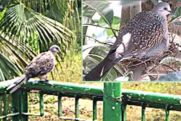 পুলিশ সুপারের বাসা ঘুঘুর অভয়াশ্রম