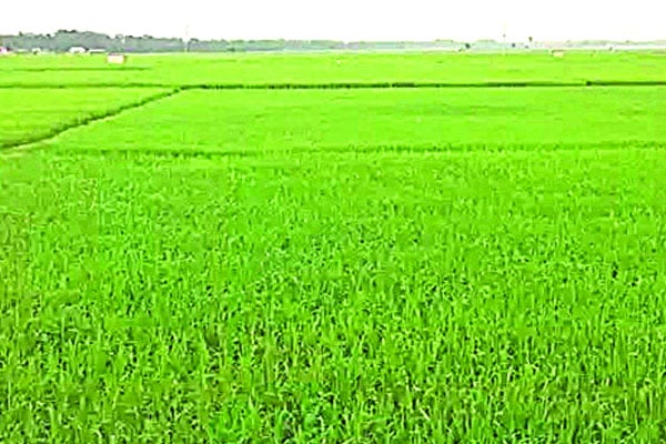 সবুজে ভরে উঠেছে বোরো ধানখেত