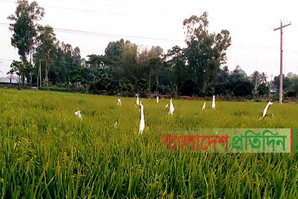 দিনাজপুরে ধান ক্ষেতে ইঁদুর তাড়াতে পলিথিনের ব্যবহার