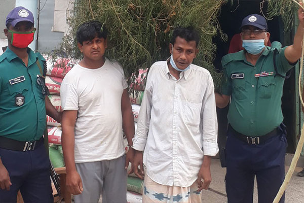 রাজশাহীতে গাঁজার গাছসহ জামাই-শ্বশুর গ্রেফতার