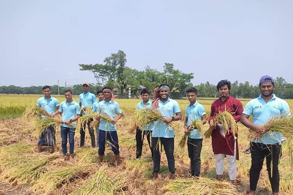 লাকসামে অসহায় কৃষকের ধান কেটে দিল স্বেচ্ছাব্রতীরা 