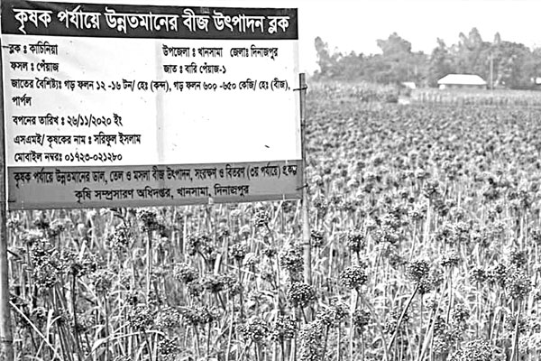 কালো সোনা উৎপাদনে সফলতা