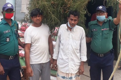রাজশাহীতে গাঁজার গাছসহ জামাই-শ্বশুর গ্রেফতার