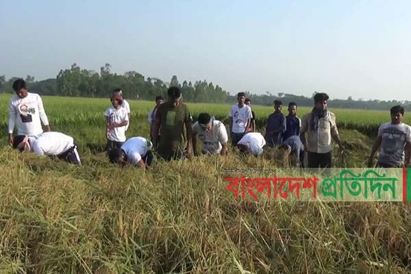 গোপালগঞ্জে দরিদ্র চাষির ধান কেটে দিল জেলা ছাত্রলীগ