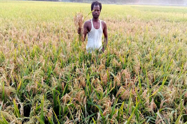 আত্রাইয়ে বোরো ধানে ব্লাস্ট রোগের আক্রমণে দিশেহারা কৃষক
