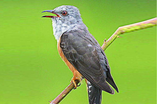 করুণ পাপিয়া