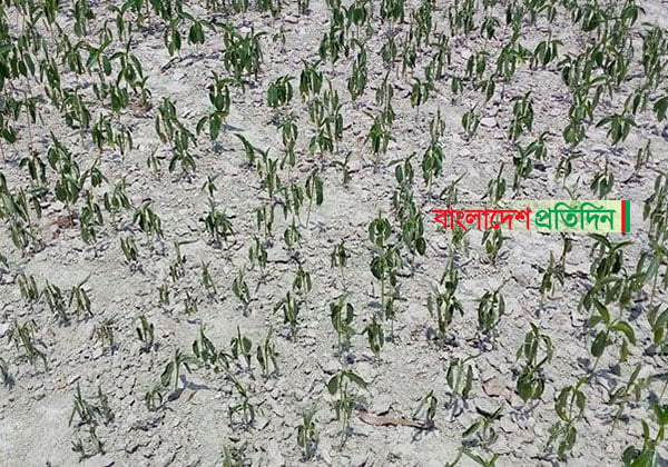 বগুড়ায় রোদে পুড়ছে কৃষকের স্বপ্ন!

