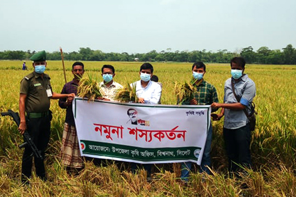 বিশ্বনাথে হাইব্রিড তেজ ধানের নমুনা শস্য কর্তন