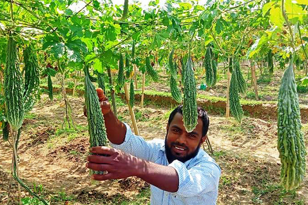 সবুজ করলায় কৃষকের রঙিন স্বপ্ন