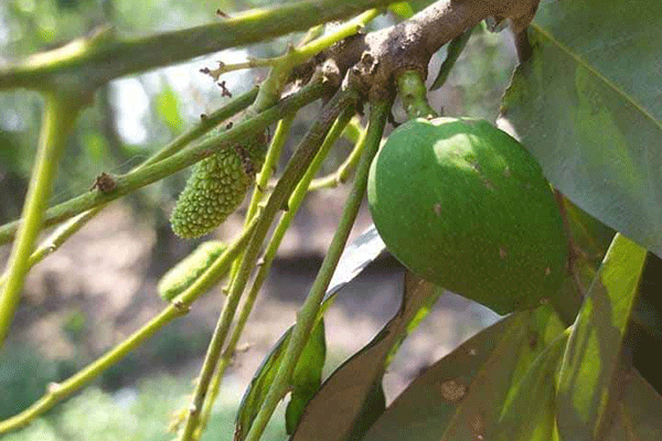 ঠাকুরগাঁওয়ে লিচু গাছের সেই আম চুরির অভিযোগ