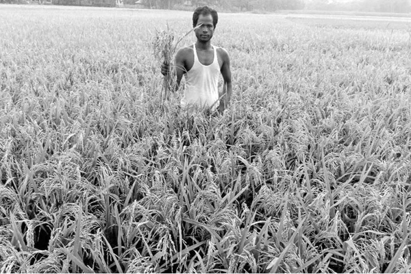 আত্রাইয়ে ধানে ব্লাস্ট রোগ দিশাহারা কৃষক