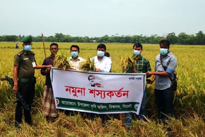 বিশ্বনাথে হাইব্রিড তেজ ধানের নমুনা শস্য কর্তন