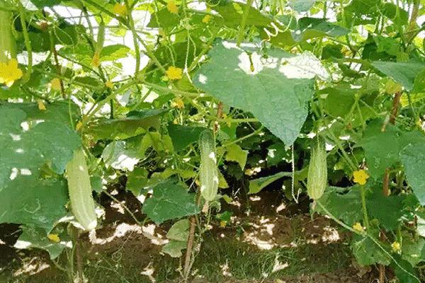 নওগাঁয় শসার বাম্পার ফলন পেয়ে খুশি কৃষক