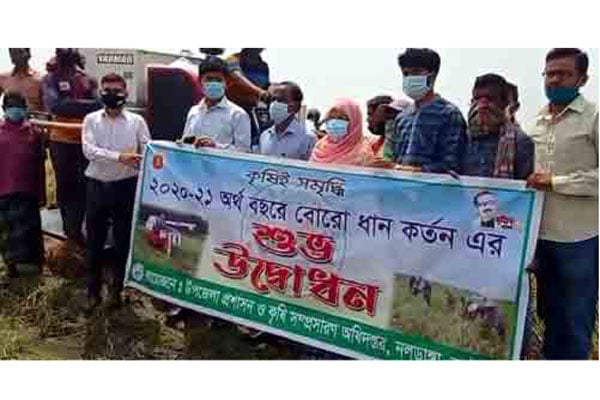নাটোরে বোরো ধান কাটার উদ্বোধন 