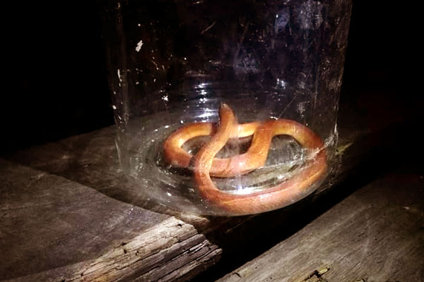 পঞ্চগড়ে আবারও মিললো ‘রেড কোরাল কুকরি’ সাপ 