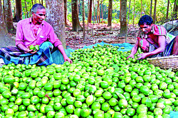 মানিকগঞ্জে লেবু চাষিরা লাভবান