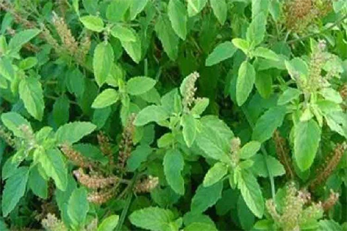 দৃষ্টিশক্তি বাড়াতে সাহায্য করে তুলসি পাতা