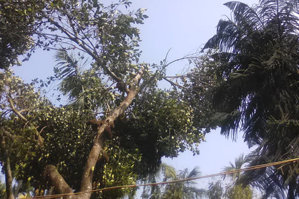 ২৫ মিনিটের শিলা ঝড়ে তছনছ তেঁতুলিয়ার কয়েকটি গ্রাম