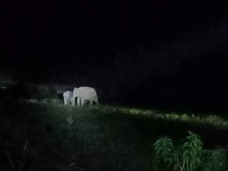 ফসল রক্ষার্থে নির্ঘুম রাত সীমান্তবাসীর