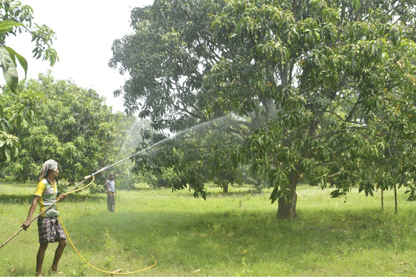 প্রচন্ড খরায় পুড়ে যাচ্ছে আম চাষিদের স্বপ্ন!