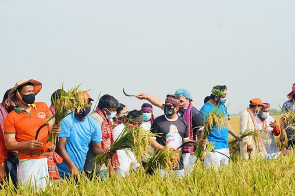 আড়িয়াল বিলে কৃষকের ধান কেটে দিল স্বেচ্ছাসেবক লীগ