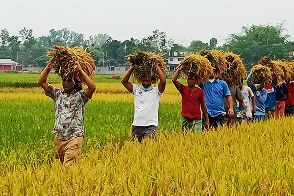 কমলগঞ্জে কৃষকের ধান কেটে ঘরে তুলে দিল যুবলীগ