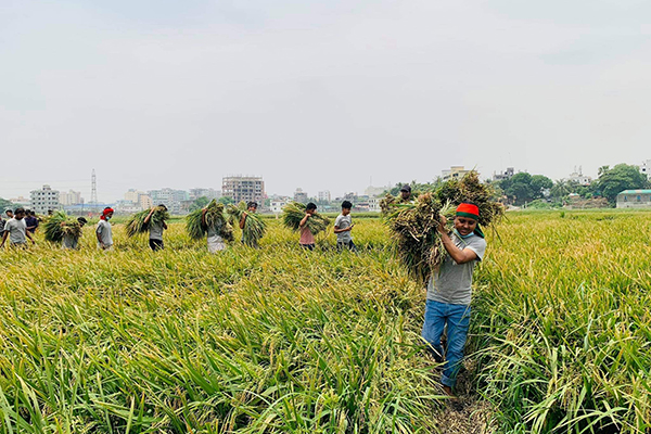 টঙ্গীতে কৃষকের এক বিঘা জমির ধান কেটে দিল ছাত্রলীগ