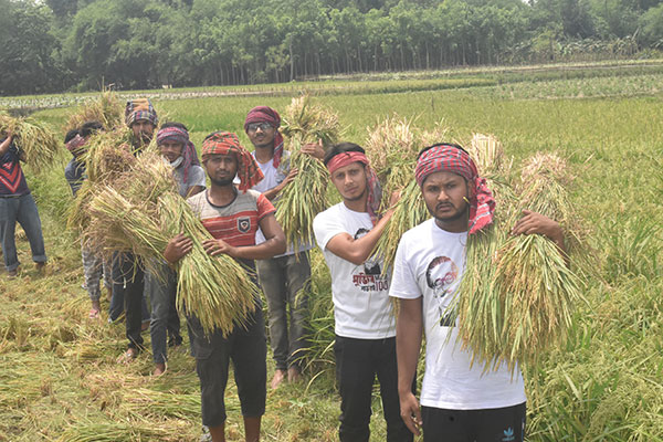 বগুড়ায় কৃষকের ধান কেটে দিল ছাত্রলীগ

