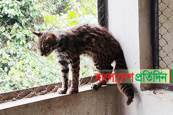লাউয়াছড়ায় চিতা বিড়াল অবমুক্ত