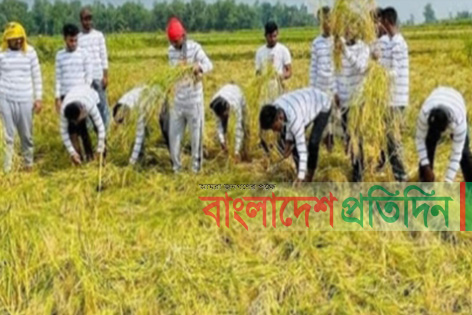 কালিয়াকৈরে কৃষকের ধান কেটে দিল ছাত্রলীগ