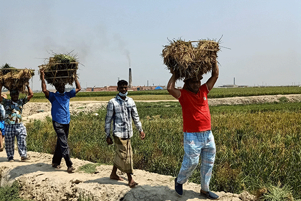 কৃষকের জমির ধান কেটে বাড়ি পৌঁছে দিল কৃষকলীগ