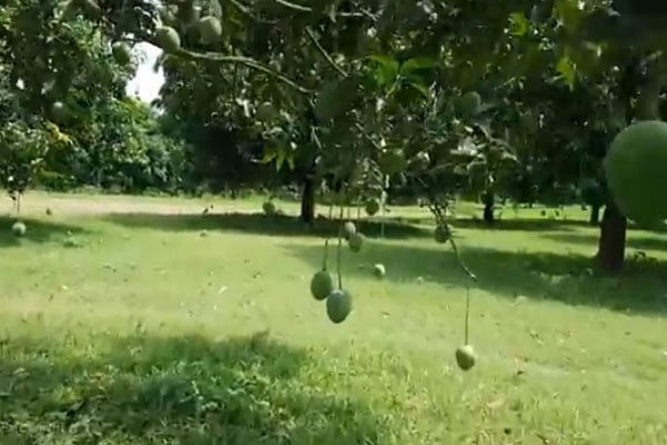 প্রচণ্ড তাপদাহে পুড়ছে যশোরের আম চাষিদের ভাগ্য
