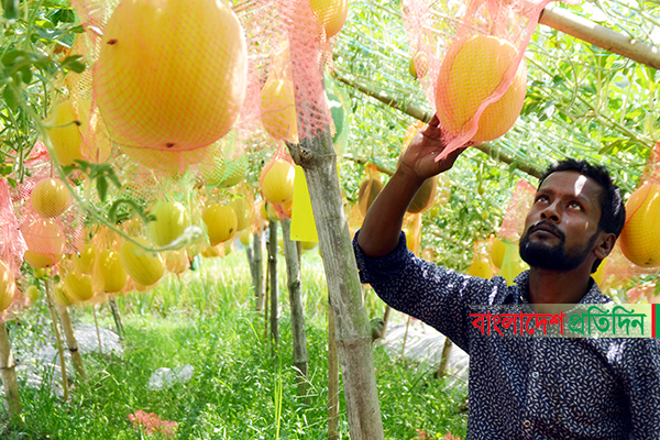 কুমিল্লায় কৃষকের মাচার হলুদ তরমুজ দেখতে ভিড়