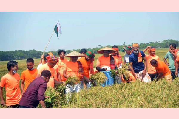 সিলেটে কৃষকের ধান কেটে দিল যুবলীগ