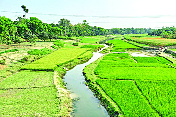 শুকিয়ে গেছে বড়াল চাষ হচ্ছে ধান