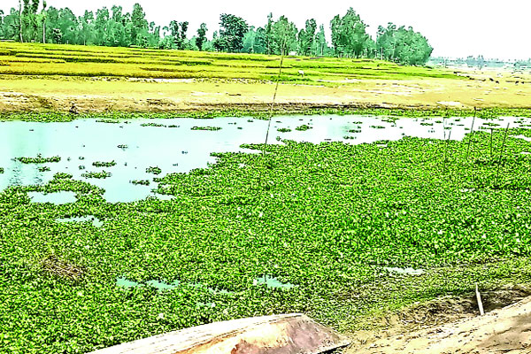 বগুড়ার ভয়ংকর বাঙালি নদী এখন মরা খাল