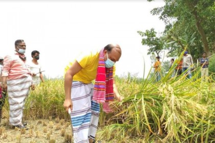 গাজীপুরে কৃষকের ধান কেটে দিল মহানগর যুবলীগ নেতাকর্মীরা