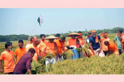 সিলেটে কৃষকের ধান কেটে দিল যুবলীগ