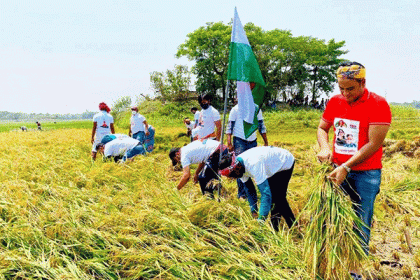 কৃষকের ধান কেটে ঘরে তুলে দিল যুবলীগ