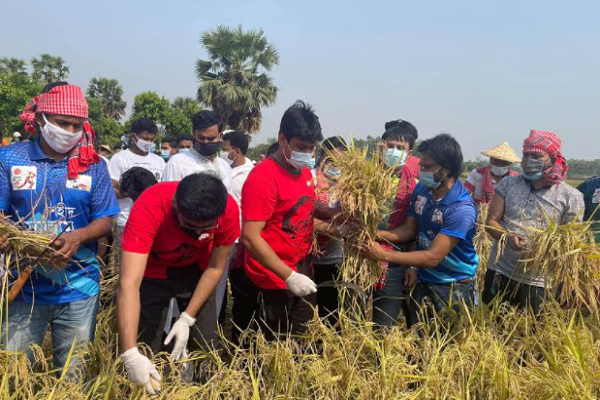 আশুলিয়ার কৃষকের ধান কেটে দিল কেন্দ্রীয় ছাত্রলীগ