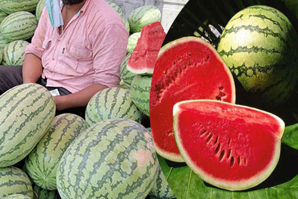 পিস হি‌সে‌বে তরমুজ ‌কিনে কেজিতে বি‌ক্রি, অস্বস্তিতে ক্রেতারা