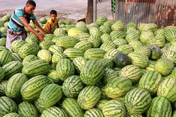 বোয়ালমারীতে তরমুজ কেজি দরে বিক্রি, দাম চড়া 