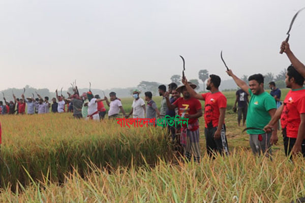 মাগুরায় কৃষকের ধান কেটে দিল যুবলীগ নেতারা