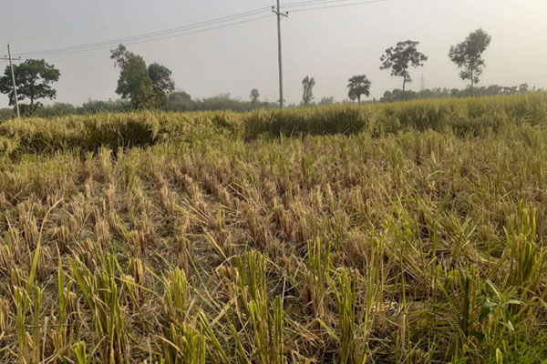 অটোরিকশাচালকের জমির ধান কেটে নিল পাওনাদার
